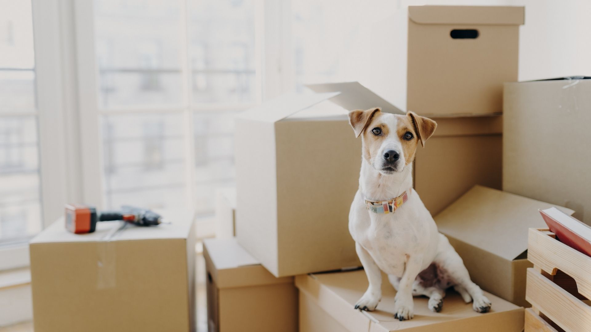 Evcil Hayvan Sahipleri için Eşya Depolama Rehberi